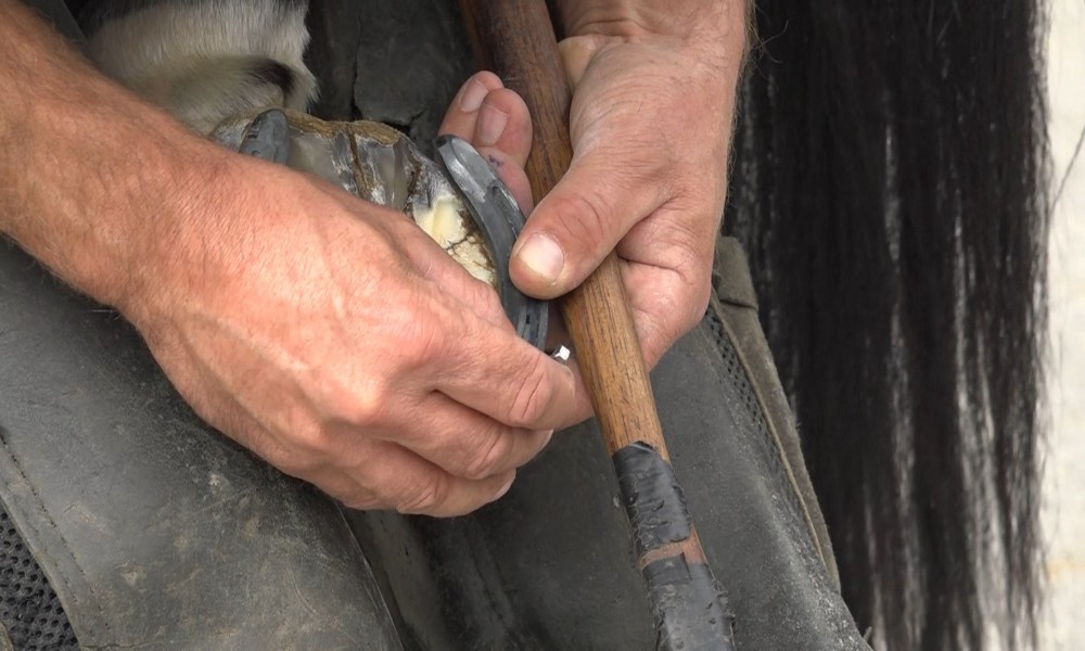 Ljubičevo domaćin Regionalnog seminara potkivača