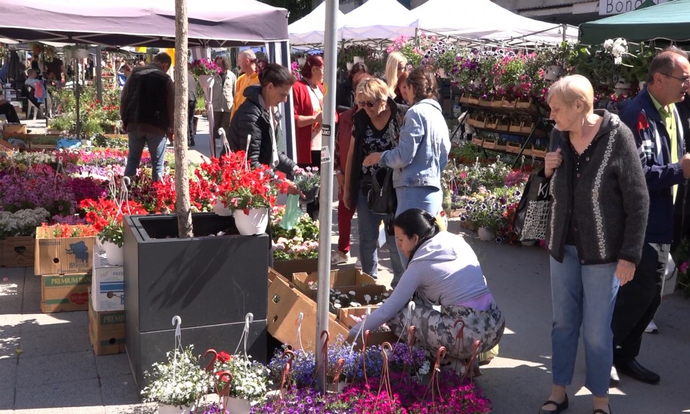 Festival cveća u Požarevcu - proleće u punom cvatu