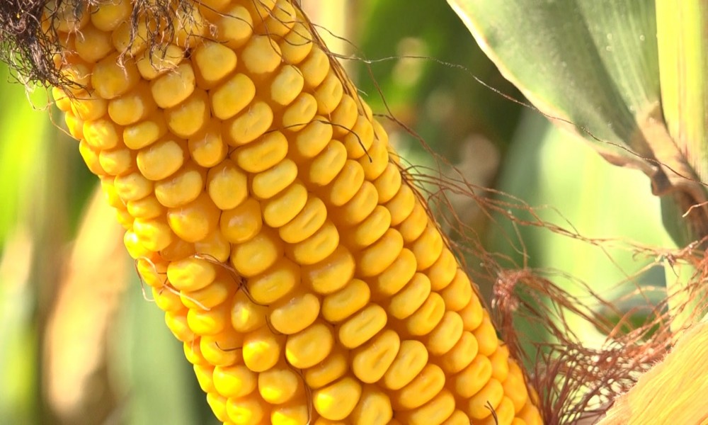 U demoogledu PSSS 44 hibrida kukuruza različitih FAO grupa zrenja