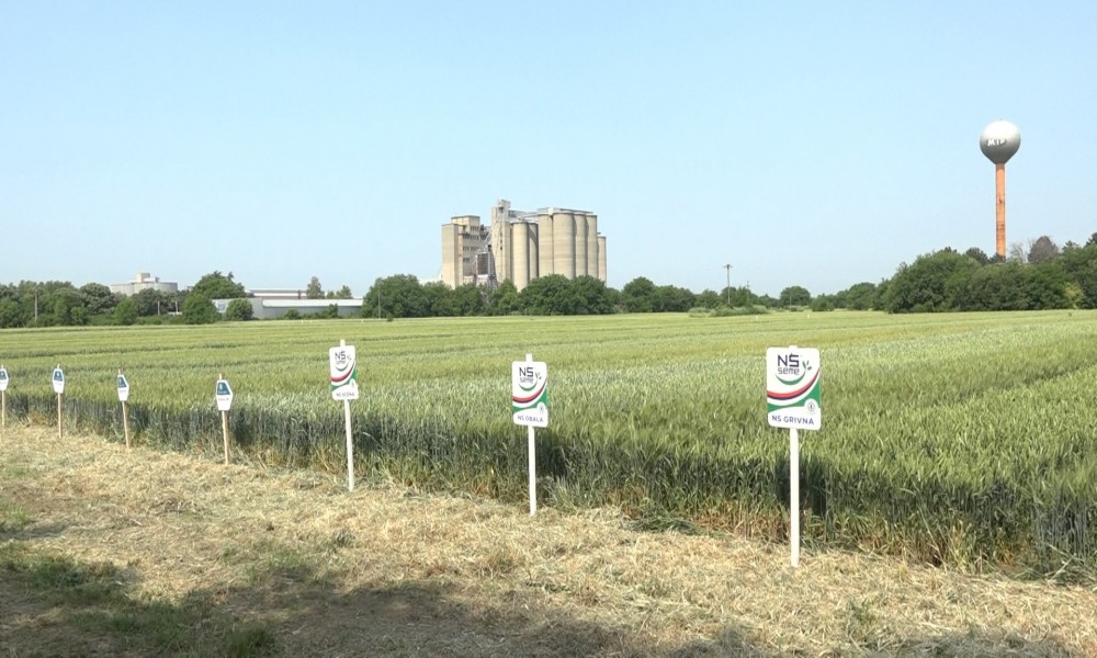 Dan polja ozimih strnih žita PSSS Požarevac