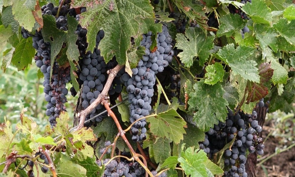 Stiglo grožđe za berbu - Vinograd Poljoprivredne škole beleži odlične rezultate
