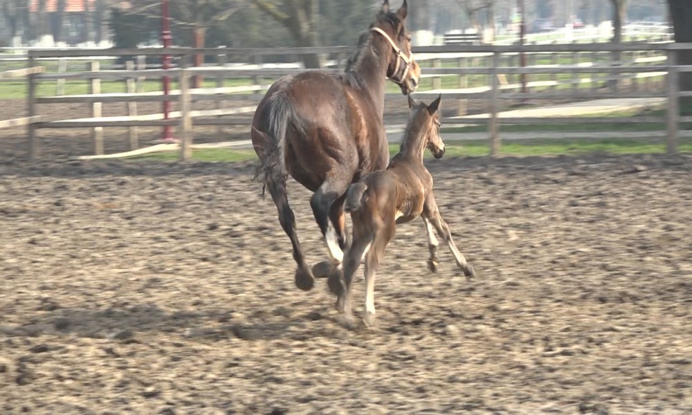 Novi stanovnici ergele Ljubičevo - Četiri ždrebeta donela radost i nadu