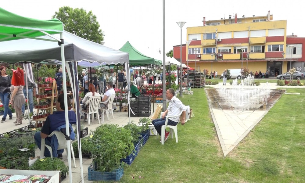 Golubački trg procvetao - održan Majski festival cveća