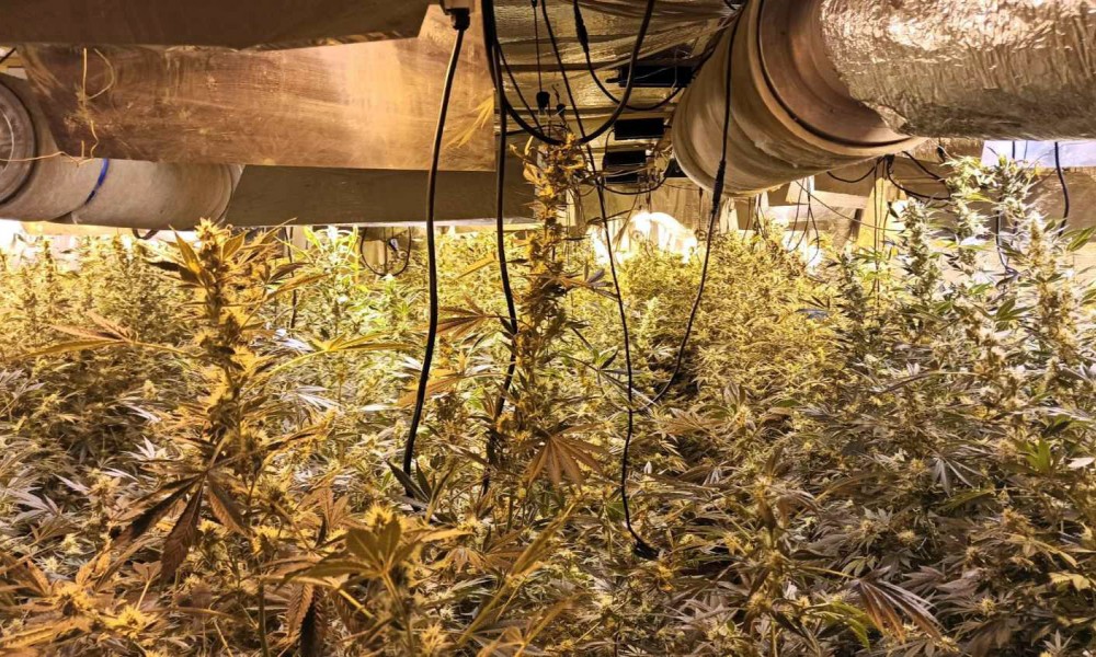 Pronađena laboratorija za uzgoj kanabisa kod Velikog Gradišta