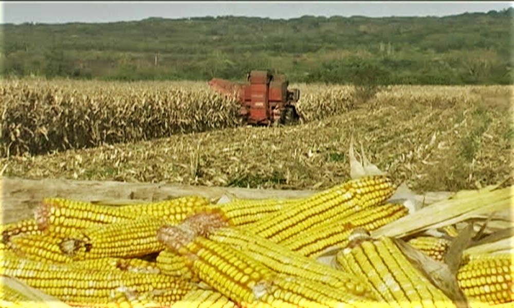 Zbog čestih kiša kasni berba kukuruza  i jesenja setva u opštini Golubac