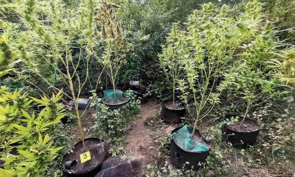 Otkriven zasad indijske konoplje u šumi kod Požarevca