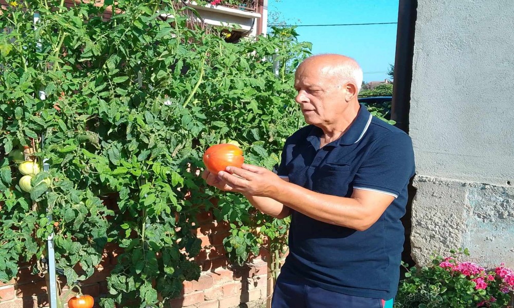 Džinovski paradajz od preko jednog kilograma- bez hemije u mini bašti porodice Skeledžić