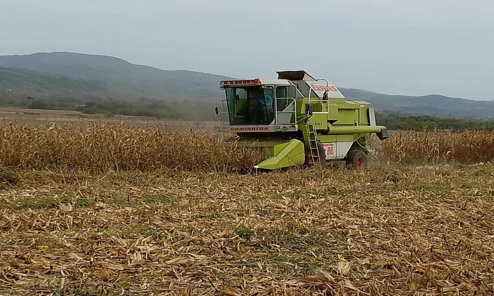 U opštini Golubac kasni berba kukuruza a setva ozimih useva na početku