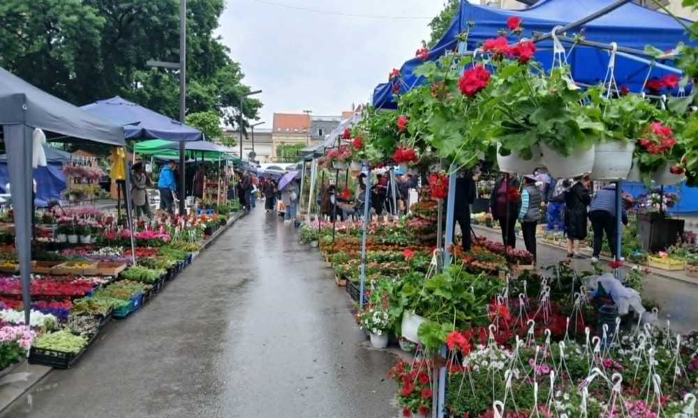 Festival cveća u Požarevcu - raskošna ponuda oplemenila centar grada