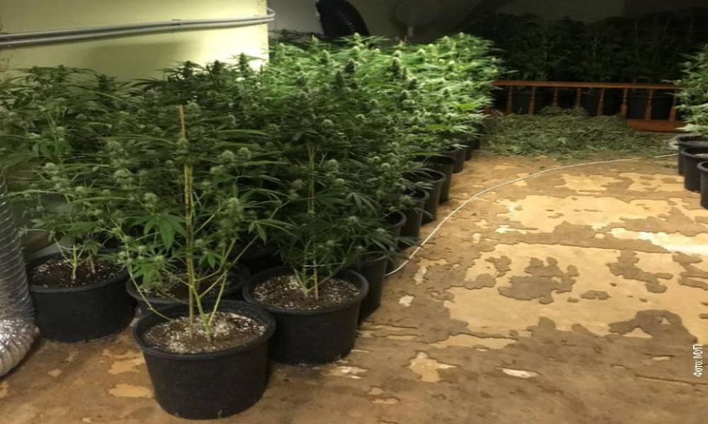Pronađene dve laboratorije za uzgoj marihuane u okolini Novog Sada