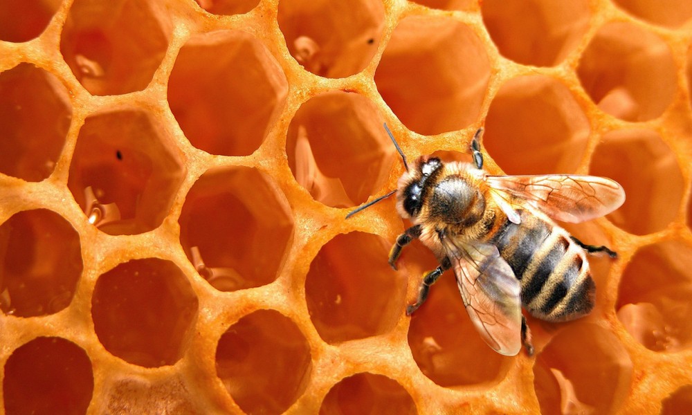 Klimatske promene uzimaju svoj danak i u savremenom pčelarstvu