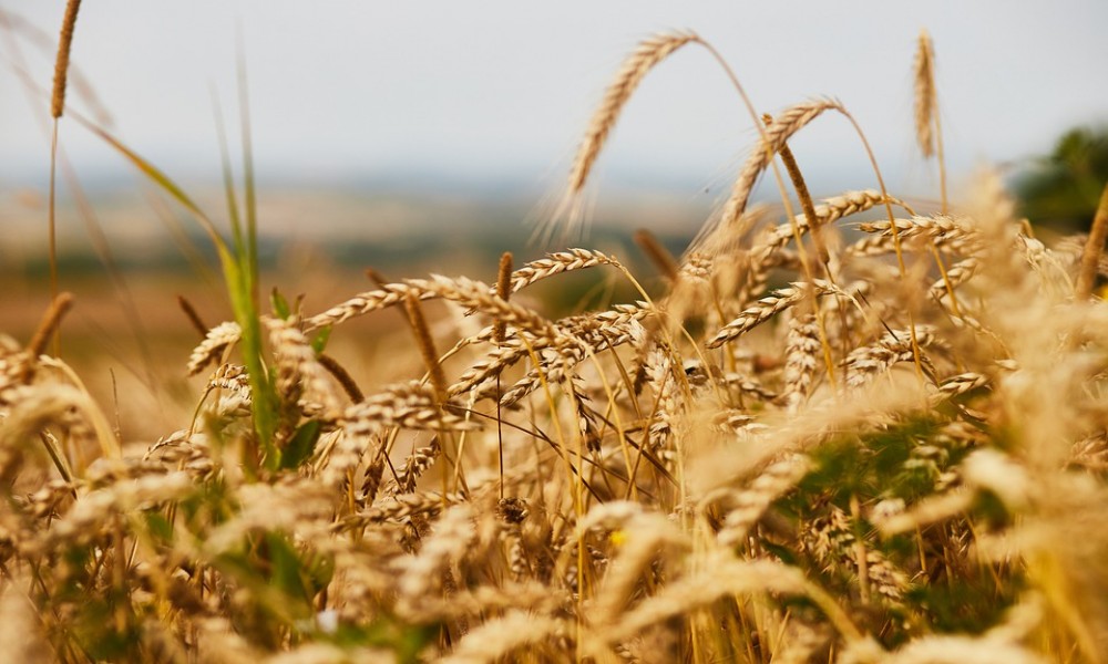 Skočila cena pšenice-ratari uvećavaju zasejane površine