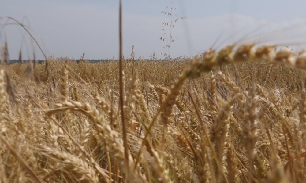 Dve trećine pšenice za državne rezerve popunjeno