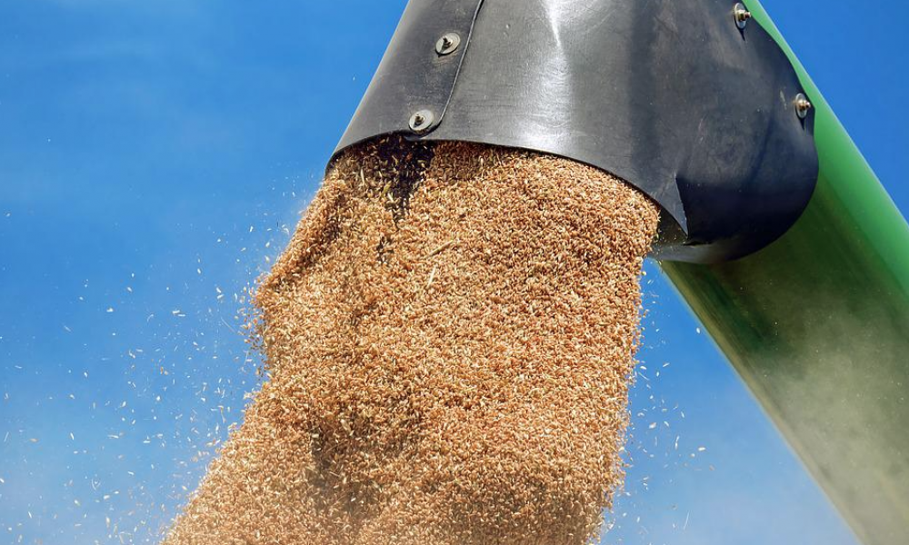 Robne rezerve oglasile razmenu merkantilne pšenice za pšenično brašno
