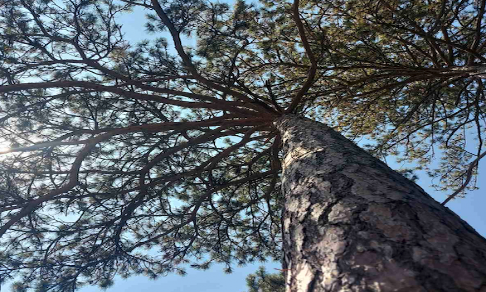 Počele javne konsultacije o Strategiji zaštite životne sredine u Srbiji