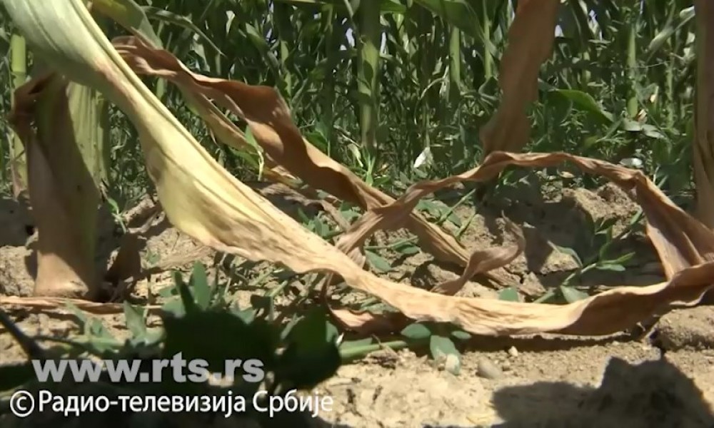Ratari zabrinuti zbog tropskog talasa, strahuje se da će suša da desetkuje rod kukuruza