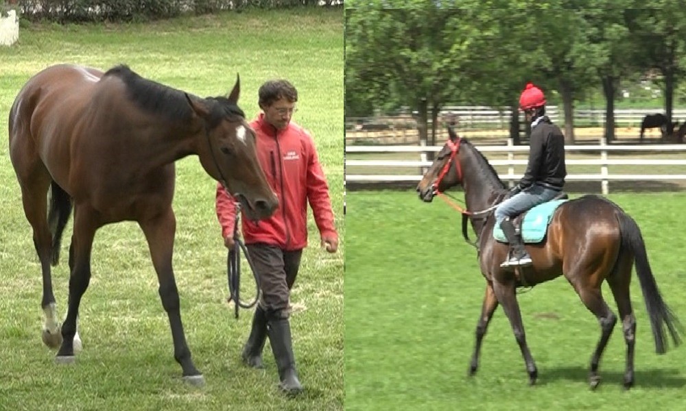 Ljubičevke vraćaju Ergelu u vrh srpskog konjičkog sporta