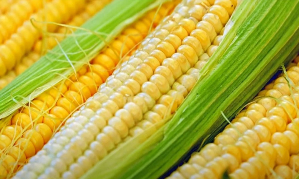 Potpisan memorandum o izvozu kukuruza u Kinu