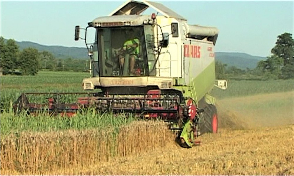 Završena žetva pšenice u opštini Golubac - prosečan prinos pet tona po hektaru