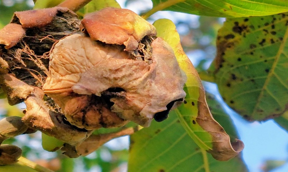 Srbija ima šansu da postane lider u proizvodnji hrane u regionu