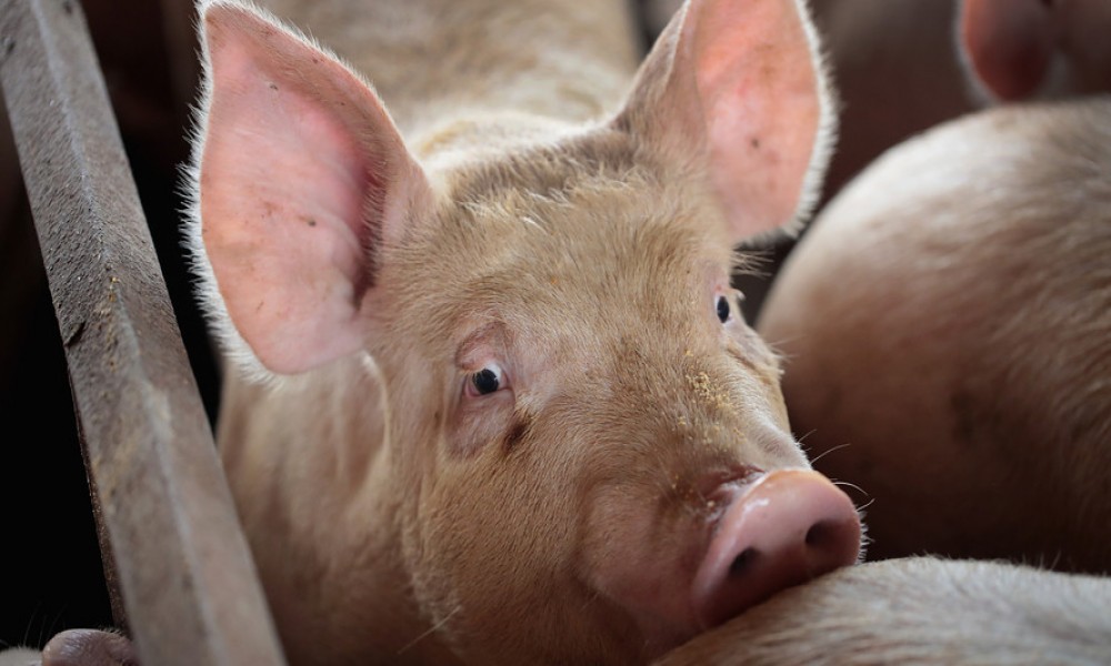 Niža cena tovljenika zbog uvoza svinjetine