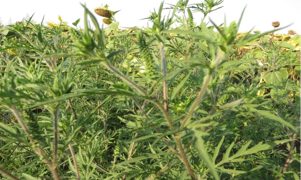 Ministarstvo pozvalo na hitno uništavanje ambrozije