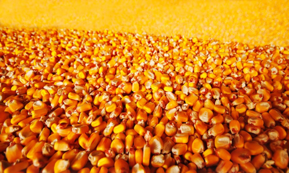 Viša otkupna cena kukuruza preko Robnih rezervi