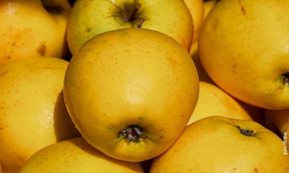 Domaći proizvođači jabuka u velikom problemu zbog rata u Ukrajini, moguća nova tržišta za izvoz