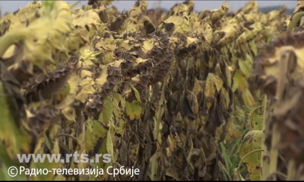 Borba protiv klimatskih promena otvara i nova radna mesta - svaki uloženi evro vraća se višestruko