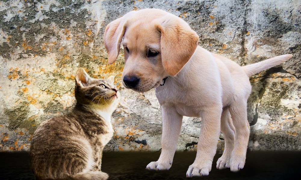 Veterinar savetuje: Vrućine zahtevaju dodatnu brigu o životinjama