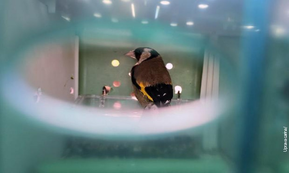 Sprečen pokušaj krijumčarenja retkih ptica na Horgošu