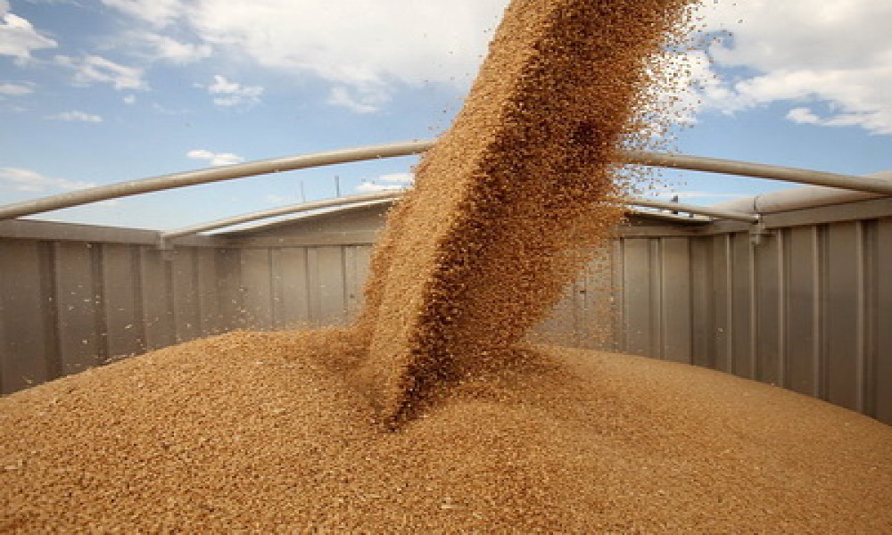 UPS: Očekujemo pad cene pšenice od maja