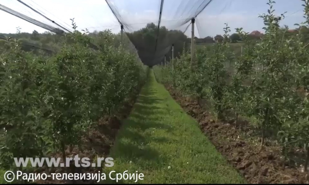 Jabuke iz Srbije i dalje stižu u Rusiju, traže se nova tržišta