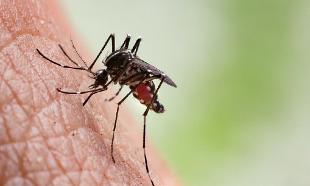 U utorak 13. septembra tretman protiv komaraca u Velikom Gradištu