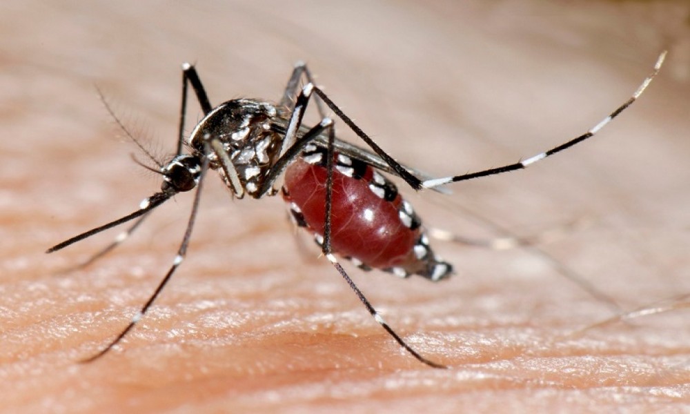 Suzbijanje larvi komaraca na teritoriji opštine Golubac