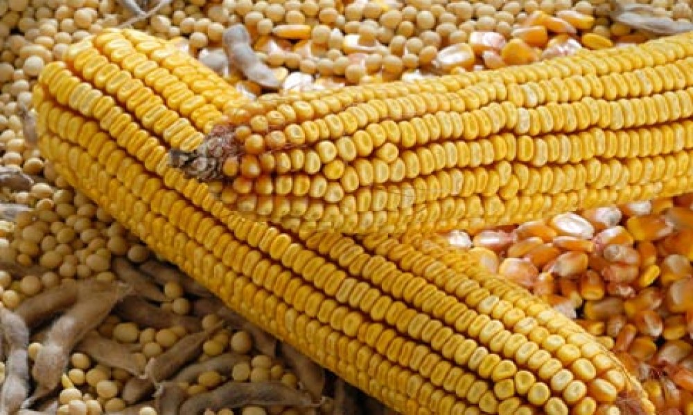 Cena kukuruza na istorijskom maksimumu