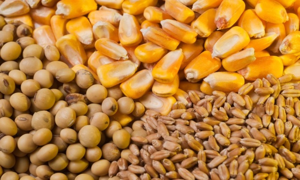 Rast cena kukuruza i soje