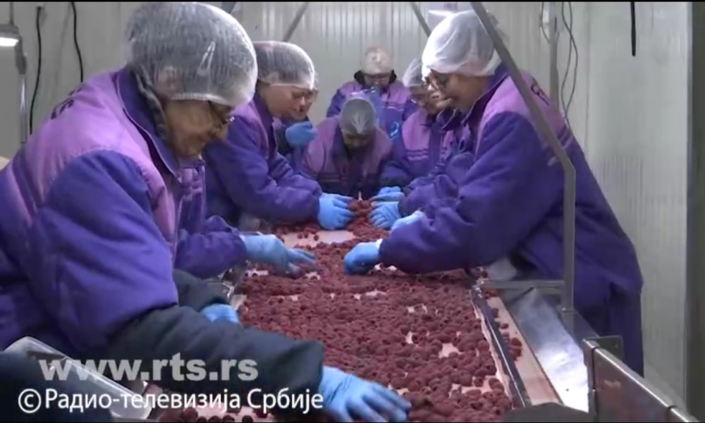 Nije srpska malina skupa, nego ukrajinska jeftina - gde tražiti nove kupce voća