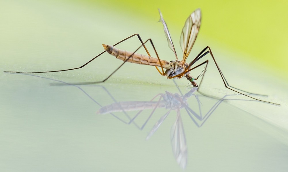 Tretman suzbijanja kućnih formi komaraca