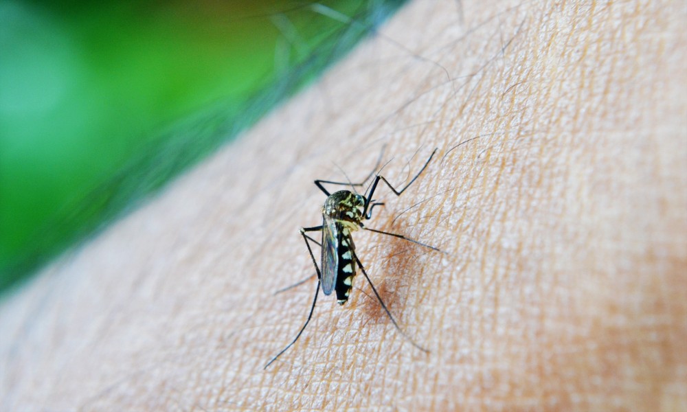 Suzbijanje larvi komaraca zakazano za četvrtak