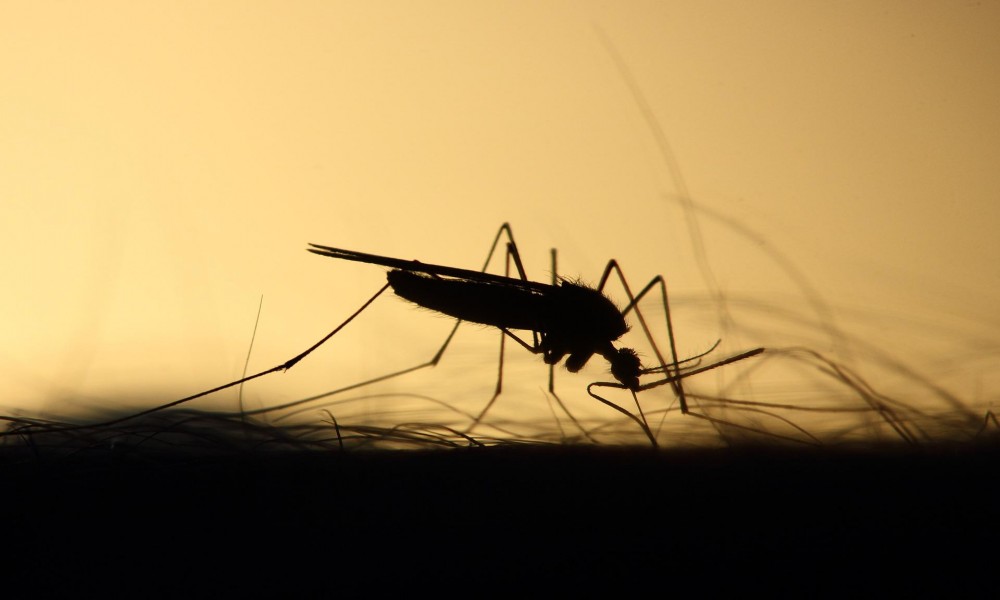 U četvrtak suzbijanje komaraca