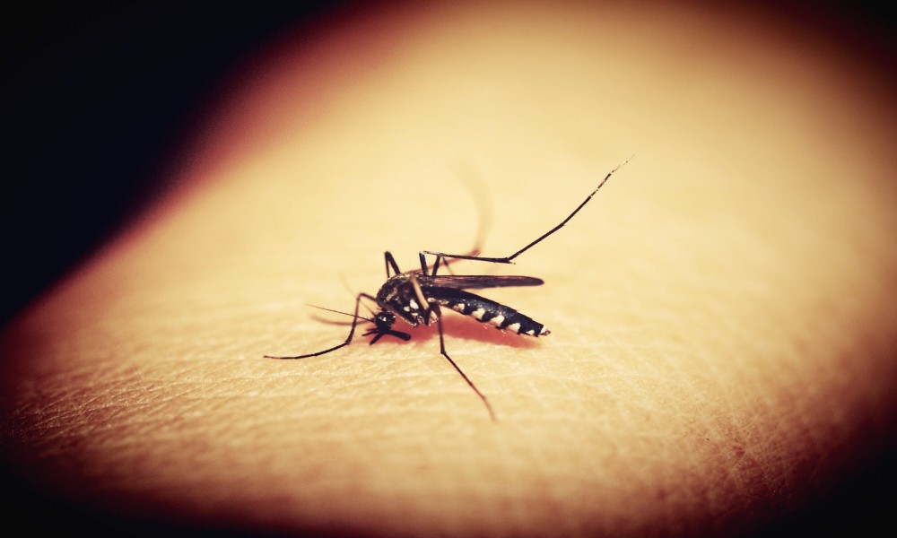 Tretman protiv komaraca zakazan za utorak