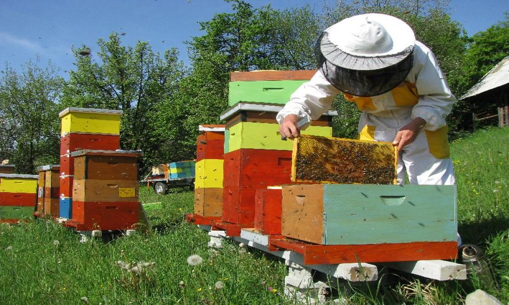Proizvodna cena meda u poslednjih 12 godina “skočila” 43 odsto