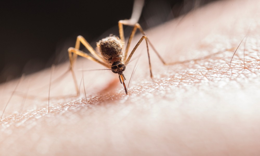 U sredu suzbijanje komaraca
