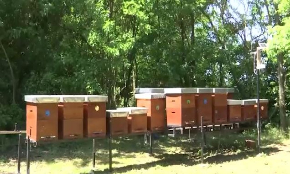 Godina katastrofe za pčelare - pomor, hemija, suša i prazne košnice