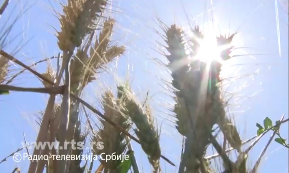Žetva pšenice počinje za dve nedelje - ratari strepe zbog suše i cene, stručnjaci zbog punih silosa