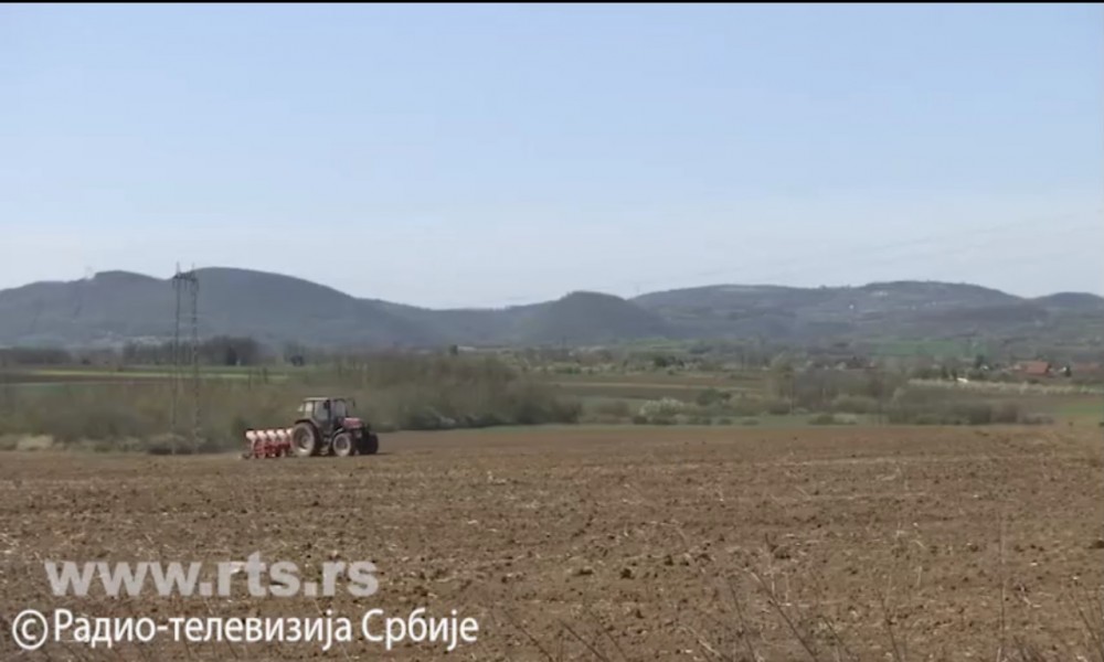 Rat u Ukrajini utiče i na šumadijske ratare, sve više sade suncokret