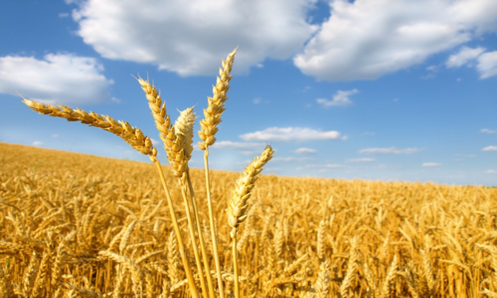 Poljoprivreda u minusu - Pad vrednosti prodaje i otkupa proizvoda