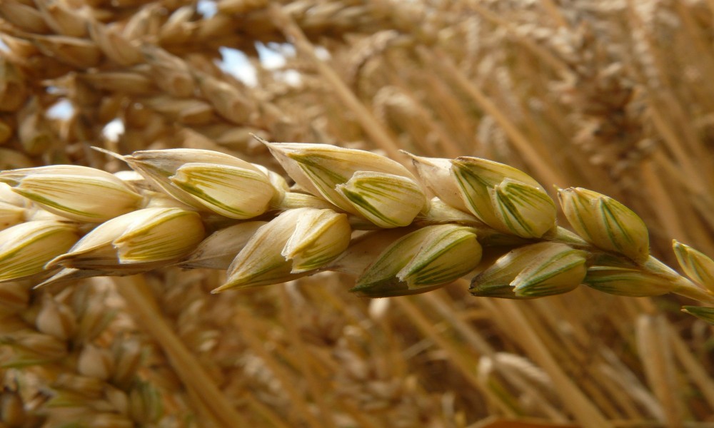 Nedimović: Vlada će ukinuti zabranu izvoza žitarica