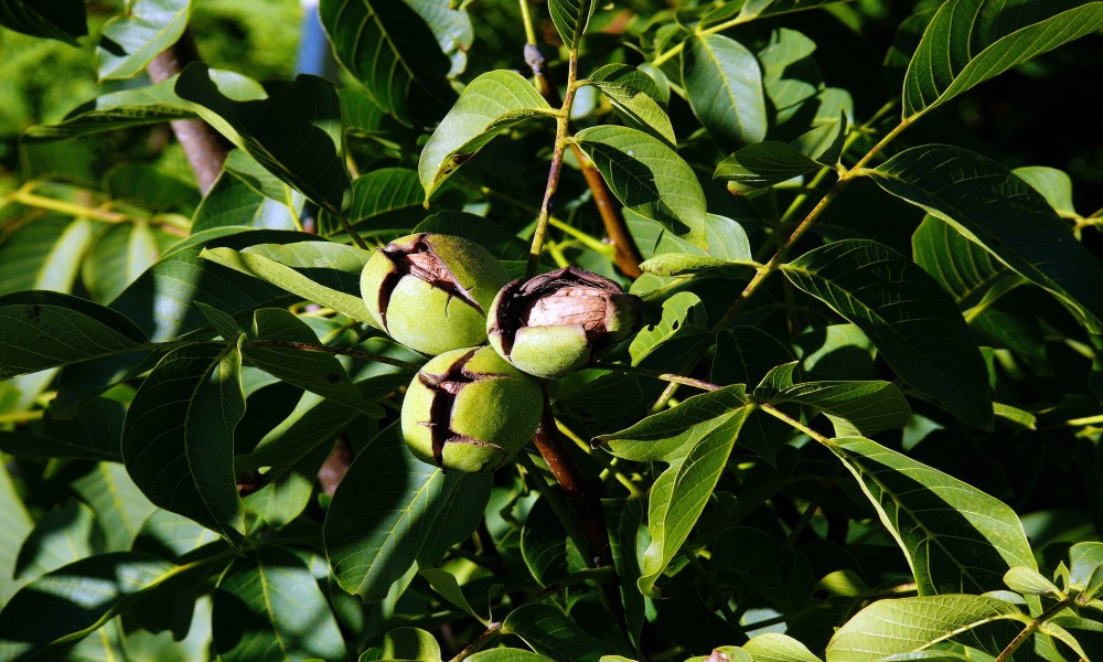 Polen oraha i breze ovih dana najintenzivniji